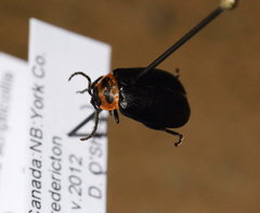 Kuschelina scripticollis