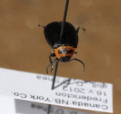 Kuschelina scripticollis