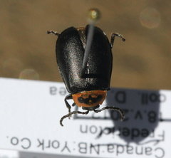 Kuschelina scripticollis