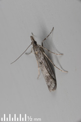 Scoparia halopis