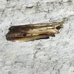 Ancylostomia stercorea