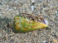 Conus guanche