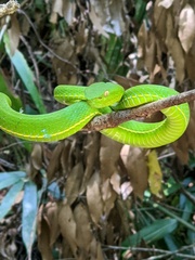 Trimeresurus vogeli