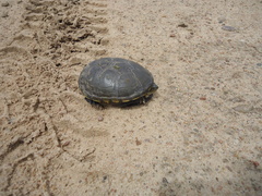 Kinosternon flavescens