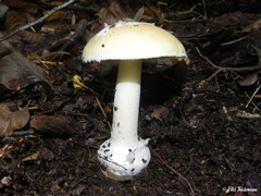 Amanita toxica