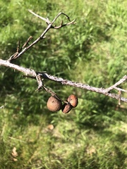 Diplolepis variabilis