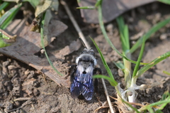 Andrena danuvia