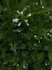 Cardamine breweri