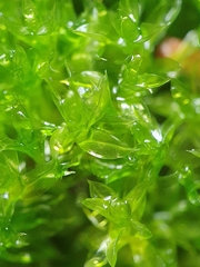 Splachnum