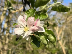 Malus sylvestris