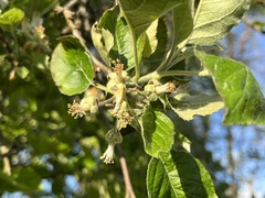 Malus sylvestris