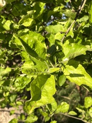 Malus sylvestris