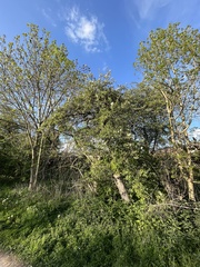 Malus sylvestris
