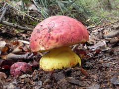 Butyriboletus loyo