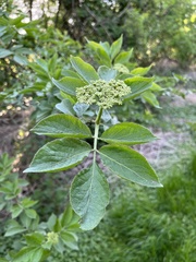 Sambucus nigra