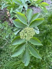 Sambucus nigra