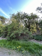 Sambucus nigra