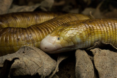 Red Worm Lizard photo 2