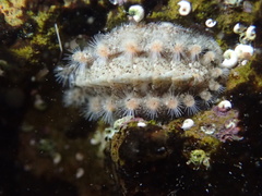 Acanthochitona avicula