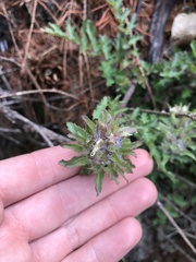 Pedicularis dudleyi