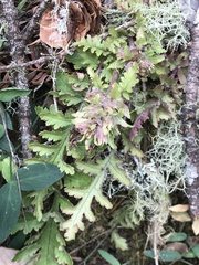 Pedicularis dudleyi