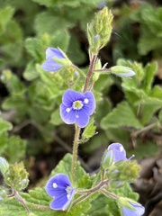 Veronica chamaedrys