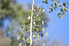 Celtis iguanaea