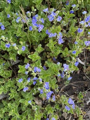 Veronica chamaedrys