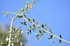Celtis iguanaea