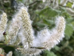 Salix caprea
