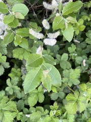 Salix caprea
