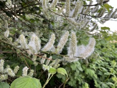 Salix caprea