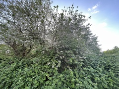 Salix caprea