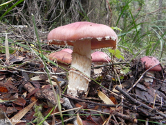 Cortinarius lebre