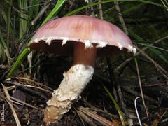 Cortinarius lebre
