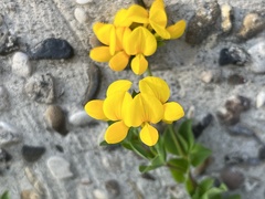 Lotus corniculatus