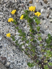 Lotus corniculatus