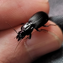 Pterostichus nigrocaeruleus