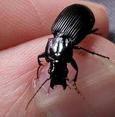 Pterostichus nigrocaeruleus