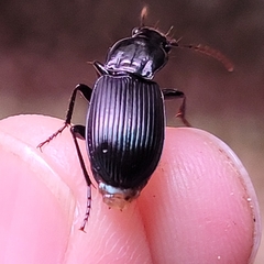 Pterostichus nigrocaeruleus