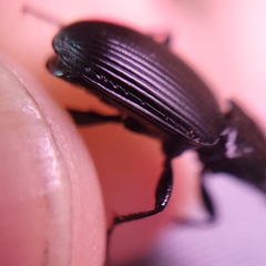 Pterostichus nigrocaeruleus