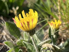 Pilosella officinarum