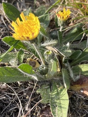 Pilosella officinarum