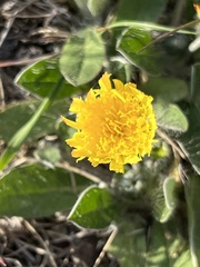 Pilosella officinarum
