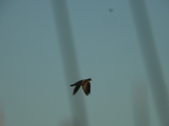 Patagioenas