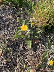 Pilosella officinarum