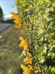 Cytisus scoparius