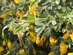 Cytisus scoparius