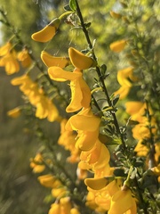 Cytisus scoparius