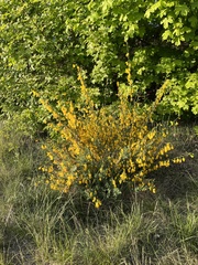 Cytisus scoparius